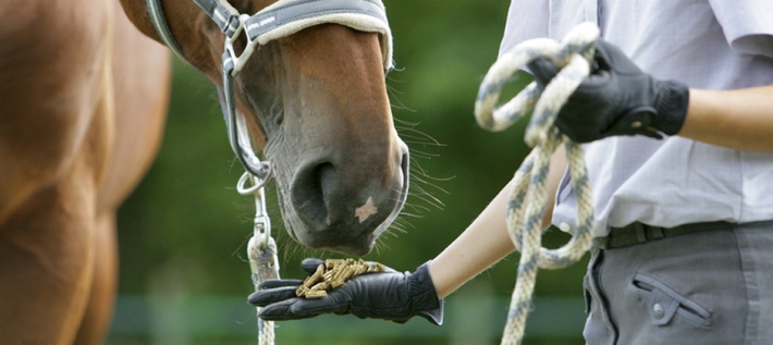 biotine cheval efficace_biotine pour chevaux pas cher