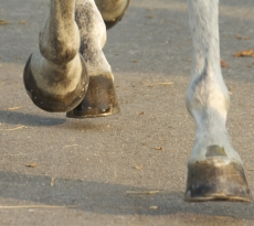 sabots cheval_biotine chevaux_vitamine pour chevaux