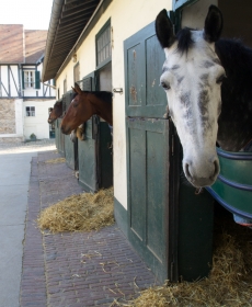 nourriture du cheval_biotine cheval avis_biotine pour chevaux pas cher