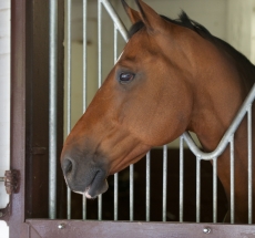 cure biotine cheval_biotine pour chevaux pas cher