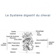 nourriture du cheval_biotine cheval