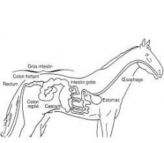 alimentation du cheval_biotine pour cheval