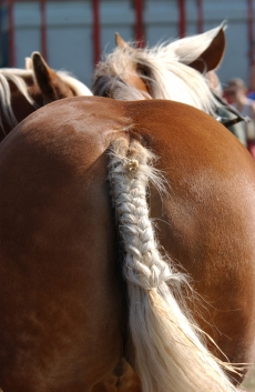 biotine cheval efficace_biotine pour chevaux_crinière cheval