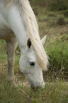 alimentation cheval_nourriture des chevaux_biotine chevaux