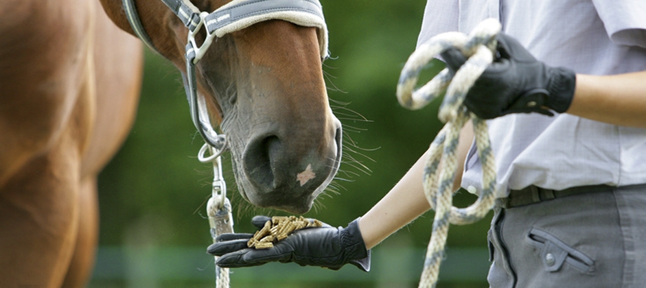 biotine cheval efficace